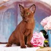 Burmese Cat And Pink Roses Paint By Numbers