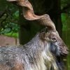 Markhor Animal Paint By Numbers