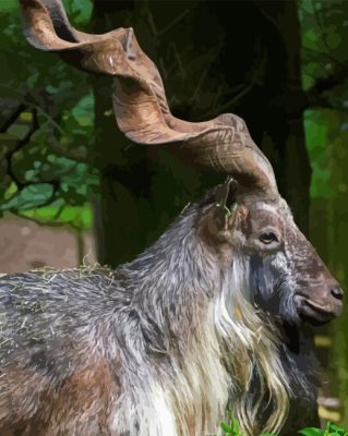 Markhor Animal Paint By Numbers