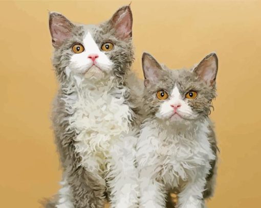 Selkirk Rex Kitten Paint By Numbers