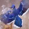 Two Blue Jay In Winter Paint By Numbers