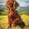 Working Spaniel Paint By Numbers