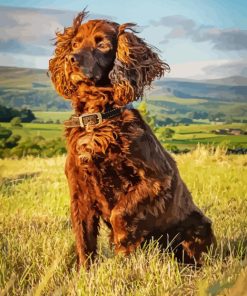 Working Spaniel Paint By Numbers