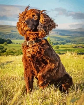 Working Spaniel Paint By Numbers