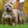 American Bully Dog Animal Paint By Numbers