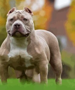 American Bully Dog Animal Paint By Numbers