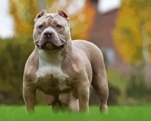 American Bully Dog Animal Paint By Numbers