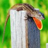 Anole Brown Lizard Paint By Numbers