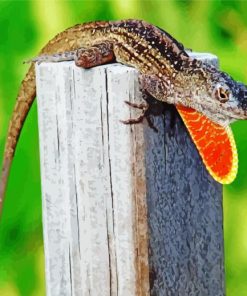 Anole Brown Lizard Paint By Numbers