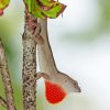 Anole Lizard On Branch Paint By Numbers