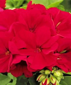 Beautiful Red Geranium Flowers Paint By Numbers