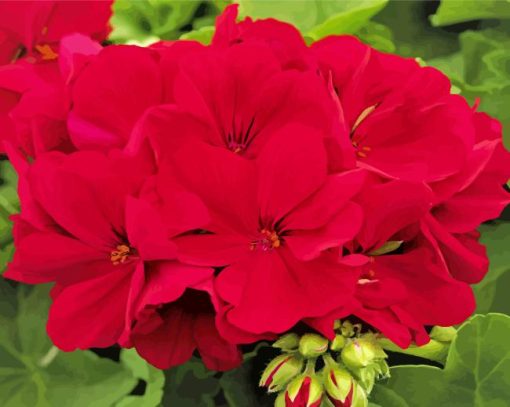 Beautiful Red Geranium Flowers Paint By Numbers