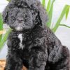 Black Goldendoodle Paint By Numbers