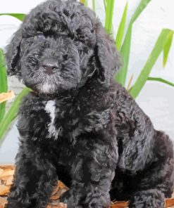 Black Goldendoodle Paint By Numbers