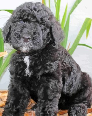 Black Goldendoodle Paint By Numbers