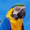 Blue And Gold Macaw Bird Paint By Numbers