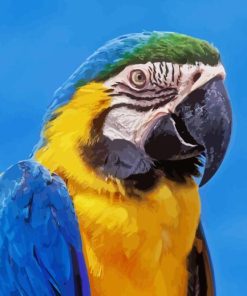 Blue And Gold Macaw Bird Paint By Numbers