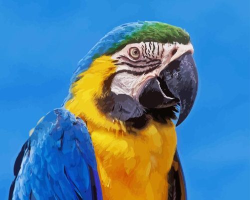 Blue And Gold Macaw Bird Paint By Numbers