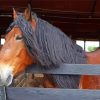 Brown Percheron Horse Paint By Numbers