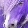 Close Up Purple Horse Paint By Numbers