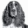 Closeup Black And White Spaniel Paint By Numbers