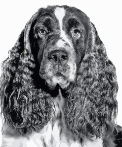 Closeup Black And White Spaniel Paint By Numbers