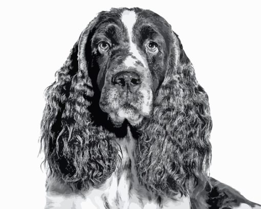 Closeup Black And White Spaniel Paint By Numbers