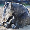 Grey Percheron Horse Paint By Numbers