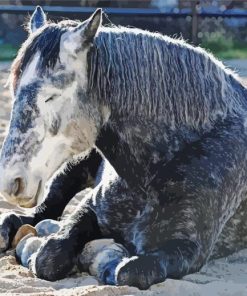 Grey Percheron Horse Paint By Numbers