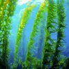 Kelp Forest Paint By Numbers