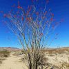 Ocotillo In Desert Paint By Numbers