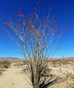 Ocotillo In Desert Paint By Numbers