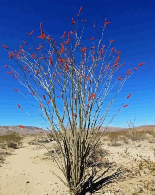 Ocotillo In Desert Paint By Numbers