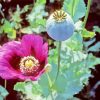 Opium Plant With Purple Flower Paint By Numbers