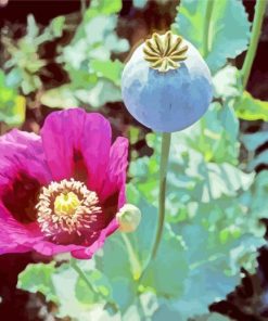 Opium Plant With Purple Flower Paint By Numbers