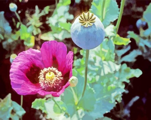 Opium Plant With Purple Flower Paint By Numbers