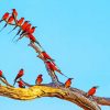 Southern Carmine Bee Eaters On Tree Branch Paint By Numbers