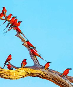 Southern Carmine Bee Eaters On Tree Branch Paint By Numbers