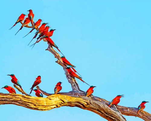 Southern Carmine Bee Eaters On Tree Branch Paint By Numbers