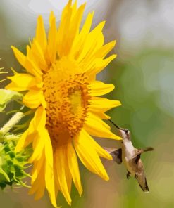 Sunflower With Hummingbird Paint By Numbers