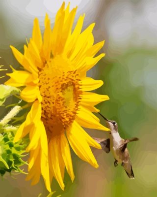 Sunflower With Hummingbird Paint By Numbers