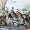 Bevy Of Quails Paint By Numbers