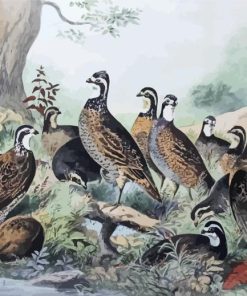 Bevy Of Quails Paint By Numbers