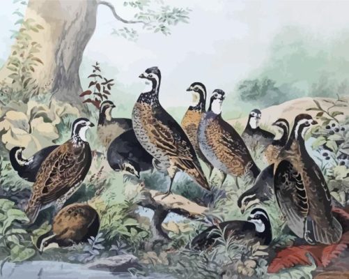 Bevy Of Quails Paint By Numbers