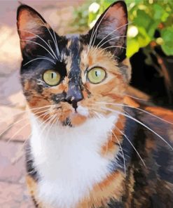 Black And Ginger Cat Face Paint By Numbers