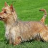 Cute Australian Terrier Paint By Numbers