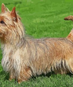 Cute Australian Terrier Paint By Numbers