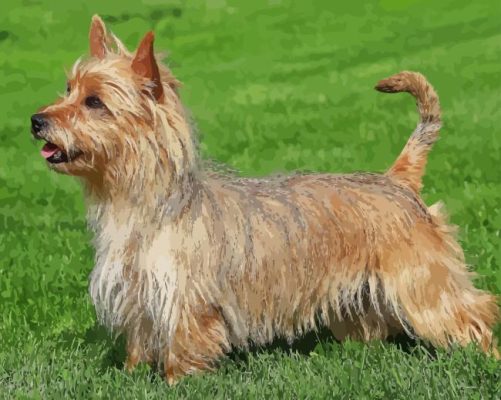 Cute Australian Terrier Paint By Numbers