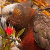 Kaka Bird With Metrosideros Robusta Flower Paint By Numbers