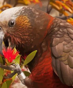 Kaka Bird With Metrosideros Robusta Flower Paint By Numbers